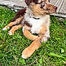 Baïko a rejoint le concours — aidez-le/la à gagner de superbes lots ! animal, black, brown, collar, dog, fluffy, fur, garden, grass, lawn, lying_down, outdoors, patio, pet, portrait, puppy, sitting, tricolor, white, wooden_deck
