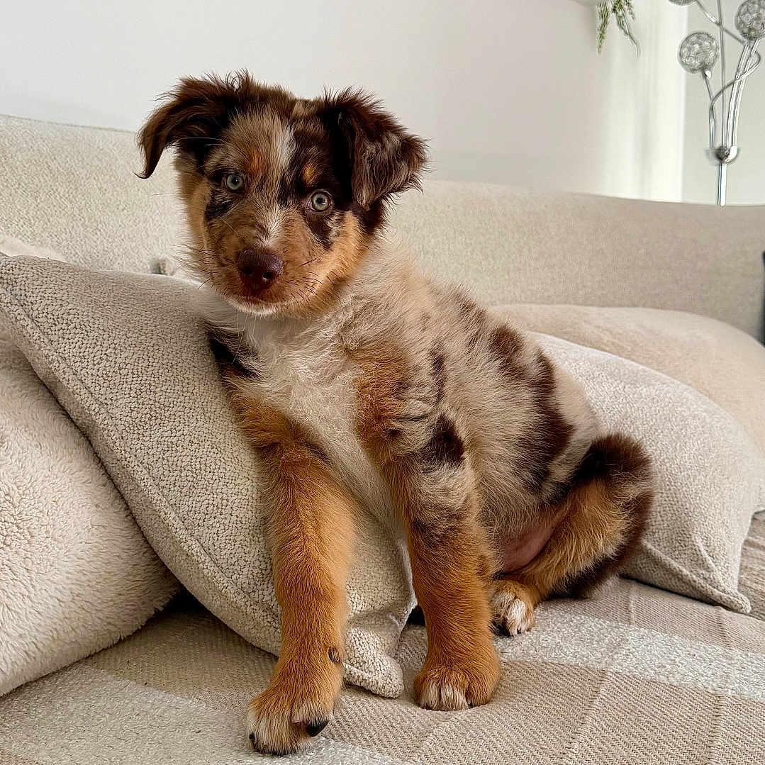 Baïko participe au concours pour gagner de l'argent avec cette photo : puppy, dog, australian_shepherd, merle_coat, brown_fur, white_fur, black_fur, floppy_ears, blue_eyes, sitting, sofa, couch, pillows, indoors, living_room, home_decor, plant, lamp, portrait, cute