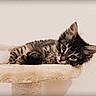 cat, kitten, tabby, feline, animal, pet, cute, fluffy, striped_fur, whiskers, ears, eyes, lying_down, relaxed, cat_tree, scratching_post, plush_bed, indoor, portrait, home_decor