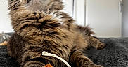 Syerra participe au concours pour gagner de l'argent avec cette photo : cat, long_hair, fluffy, tabby, brown_fur, green_eyes, whiskers, ears, paws, pet, animal, lying_down, toy, fish_toy, blanket, indoor, portrait, close_up, cozy, funny
