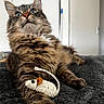 cat, long_hair, fluffy, tabby, brown_fur, green_eyes, whiskers, ears, paws, pet, animal, lying_down, toy, fish_toy, blanket, indoor, portrait, close_up, cozy, funny