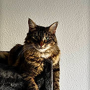 Syerra participe au concours pour gagner de l'argent avec cette photo : cat, tabby, feline, pet, animal, portrait, close_up, green_eyes, whiskers, striped_fur, long_hair, sitting, relaxed, blanket, indoor, home, wall, sunlight, brown_fur, looking_at_camera