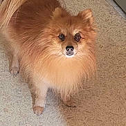 Caramel participe au concours pour gagner de l'argent avec cette photo : animal, canine, chihuahua, chow, cockerspaniel, dog, dogbed, eskimodog, hardwood, indoors, interiordesign, papillon, pet, puppy, snout, stainedwood, wood