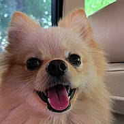 Vanille a rejoint le concours — aidez-le/la à gagner de superbes lots ! dog, pomeranian, pet, animal, fluffy, tongue, panting, car_interior, window, happy, cute, closeup, face, ears, fur, smile, domestic_animal, canine, indoor, transport