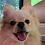 dog, pomeranian, pet, animal, fluffy, tongue, panting, car_interior, window, happy, cute, closeup, face, ears, fur, smile, domestic_animal, canine, indoor, transport