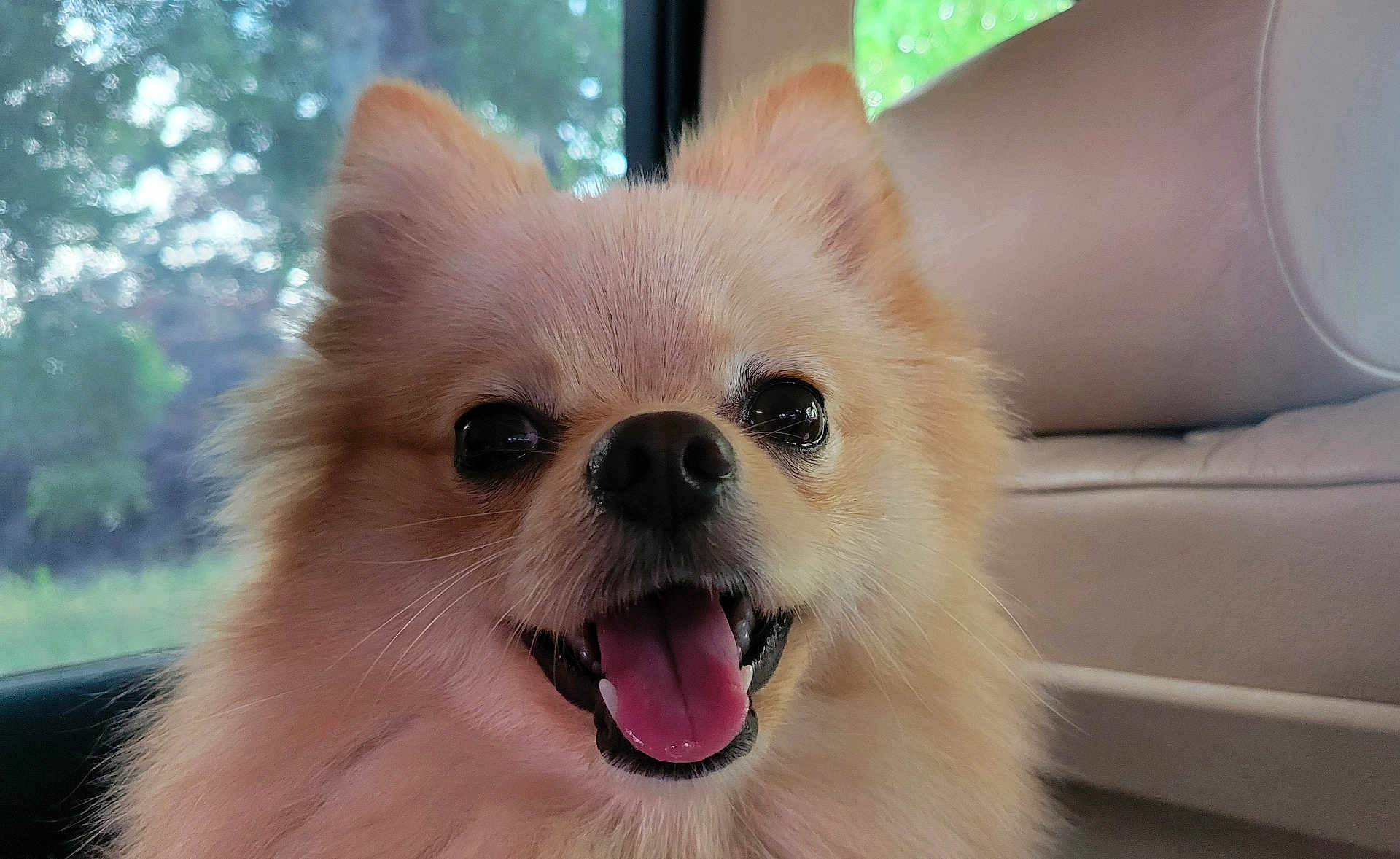 Vanille a rejoint le concours — aidez-le/la à gagner de superbes lots ! dog, pomeranian, pet, animal, fluffy, tongue, panting, car_interior, window, happy, cute, closeup, face, ears, fur, smile, domestic_animal, canine, indoor, transport