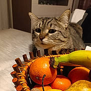 Naya a rejoint le concours — aidez-le/la à gagner de superbes lots ! cat, tabby_cat, fruit_basket, banana, orange, basket, tablecloth, bed, indoor, whiskers, fur, close_up, curious, pet, still_life, banana_sticker, citrus, wooden_basket, soft_lighting, portrait