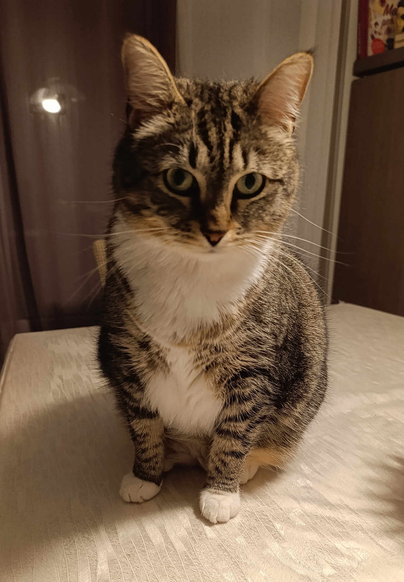 Naya a rejoint le concours — aidez-le/la à gagner de superbes lots ! cat, tabby_cat, whiskers, paws, white_chest, sitting, indoor, bed, sheet, portrait, ears, green_eyes, fur, close_up, pet, domestic_cat, furniture, lamp_reflection, curious, mammal
