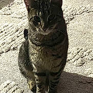 Asia joined the competition — help win amazing prizes! alone, animal, cat, cute, domestic_animal, ears, fur, indoor, looking, mammal, pet, quiet, rug, shadow, sitting, striped, sunlight, tabby_cat, texture, whiskers