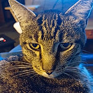 Thomas is registered to the contest to win money with this photo: alert, animal, animal_portrait, cat, close_up, cute, domestic_cat, ears, eyes, face, feline, fur, indoor, mammal, pet, portrait, sitting, soft_light, tabby, whiskers