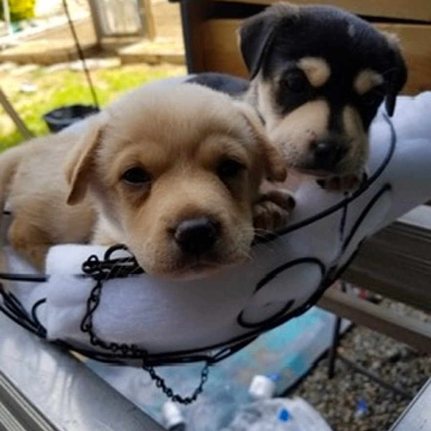 Deizhia is registered to the contest to win money with this photo: animal, architecture, boxer, building, bulldog, canine, dog, furniture, hound, husky, indoors, interiordesign, labradorretriever, outdoors, person, pet, photography, puppy, shelter, sleeping