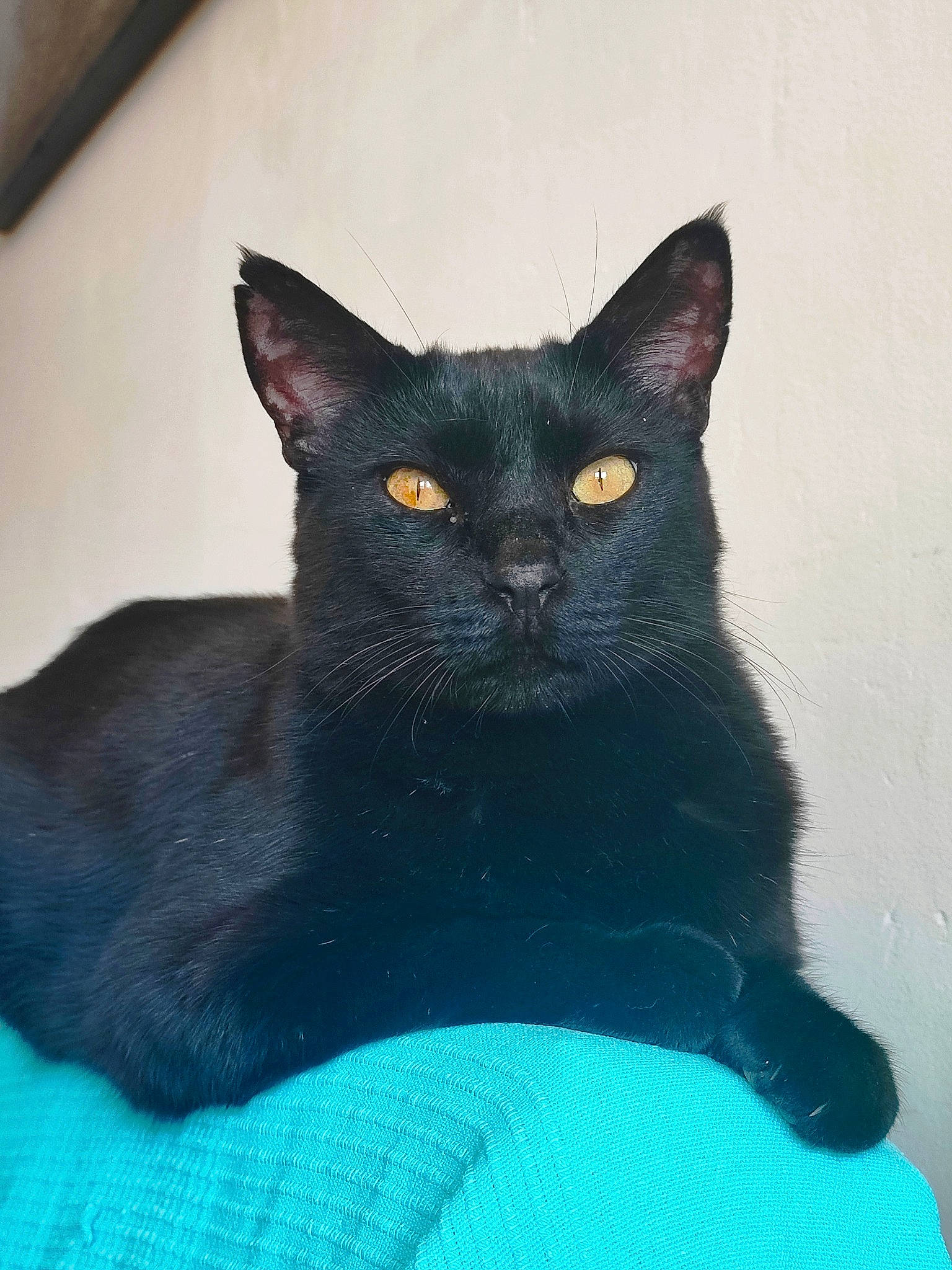 Guss a rejoint le concours — aidez-le/la à gagner de superbes lots ! black_cat, bombay, carnivore, cat, cat_supply, domestic_short_haired_cat, electric_blue, felidae, fur, iris, small_to_medium_sized_cats, snout, tail, terrestrial_animal, whiskers