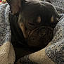 Moose joined the competition — help win amazing prizes! animal, blanket, closeup, comfort, cozy, cute, dog, ears, french_bulldog, fur, indoor, pet, portrait, relaxed, resting, sleeping, snout, texture, warm, wrapped