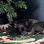 animal, black_dog, christmas_tree, cozy, cute, decor, dog, festive, floor, holiday, home, indoor, nap, pet, quiet, relaxation, resting, sleeping, soft_lighting, tree_skirt