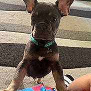 Moose is registered to the contest to win money with this photo: animal, bed, blanket, carpet, cat, collar, curious, cute, dog, ear, floor, furniture, home, indoor, living_room, pet, puppy, resting, toy, young