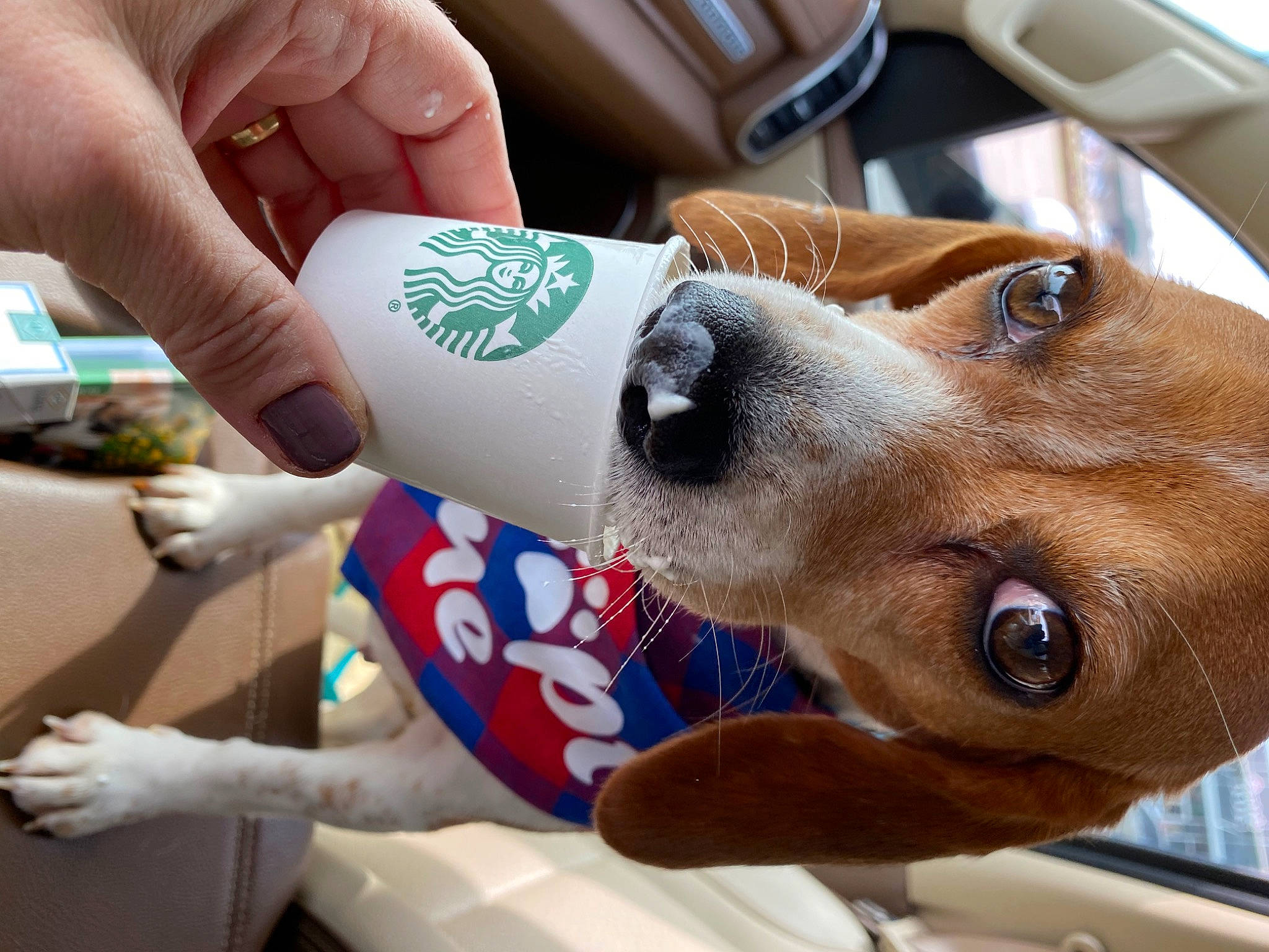 Daisy Mae joined the competition — help win amazing prizes! carnivore, collar, companion_dog, dog, dog_breed, dog_collar, dog_supply, fawn, finger, gesture, hand, human_leg, nail, pet_supply, snout, sporting_group, temporary_tattoo, thumb, working_animal, wrist