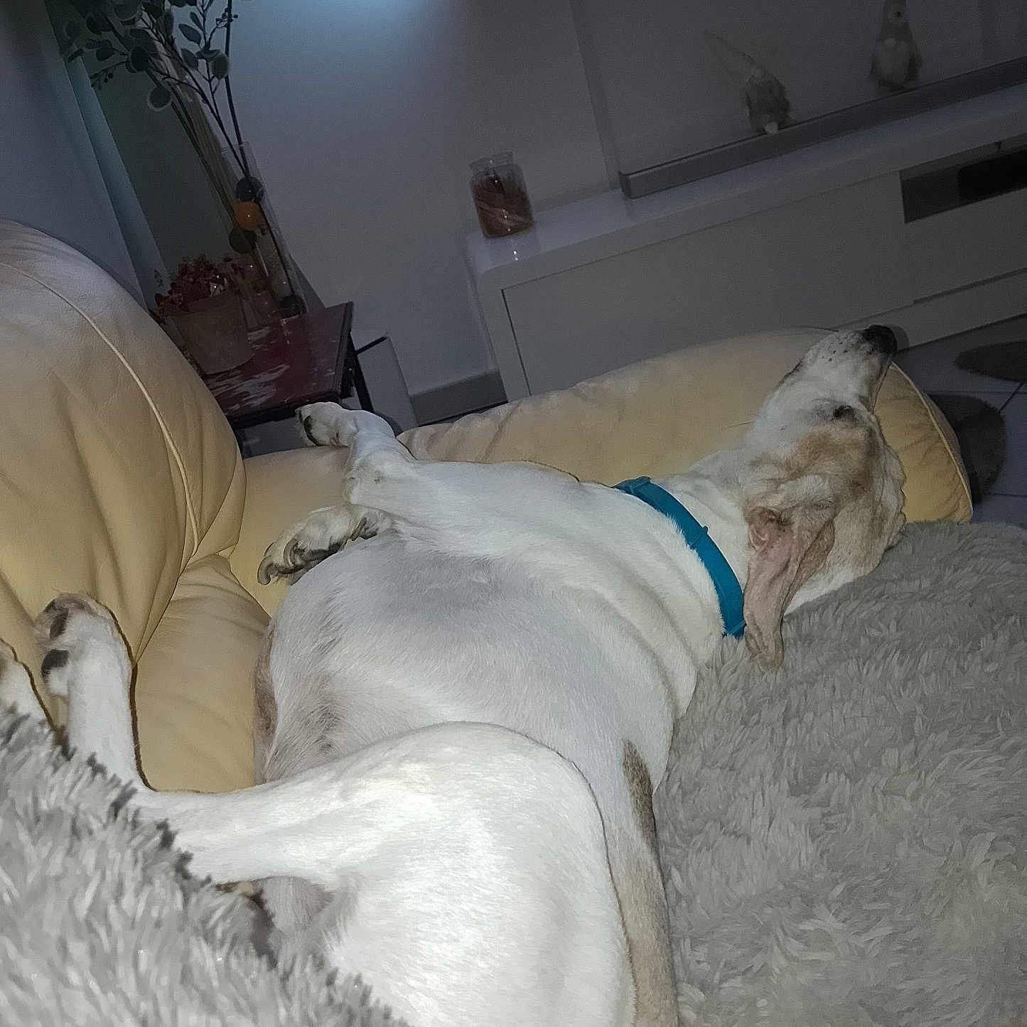 Eata participe au concours pour gagner de l'argent avec cette photo : adult, animal, architecture, building, canine, couch, cup, dog, female, furniture, homedecor, hound, indoors, linen, livingroom, person, pet, pointer, room, woman