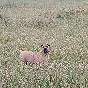 Leika a rejoint le concours — aidez-le/la à gagner de superbes lots ! animal, brown_dog, canine, daylight, dog, field, flora, grass, green, meadow, nature, outdoor, peaceful, plant, portrait, rural, scenery, standing, summer, wildflowers