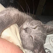 Little Bit joined the competition — help win amazing prizes! cat, gray_cat, sleeping, relaxed, whiskers, fur, bed, blanket, indoor, pet, animal, cozy, closeup, feline, resting, domestic_cat, soft, cute, nap, comfort