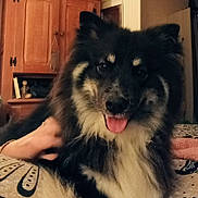 Willow participe au concours pour gagner de l'argent avec cette photo : dog, pet, fluffy, tongue, fur, black_and_tan, indoor, wooden_cabinet, human_hand, blanket, bedding, close_up, portrait, eyes, nose, cozy, furniture, living_room, smiling, companion