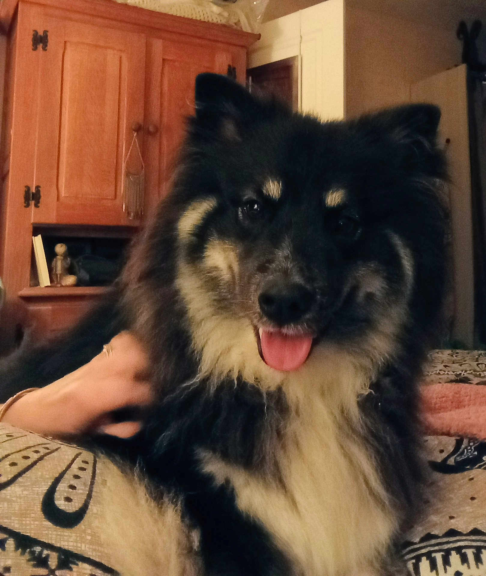 Willow participe au concours pour gagner de l'argent avec cette photo : dog, pet, fluffy, tongue, fur, black_and_tan, indoor, wooden_cabinet, human_hand, blanket, bedding, close_up, portrait, eyes, nose, cozy, furniture, living_room, smiling, companion