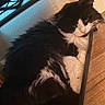 Sebastian is registered to the contest to win money with this photo: cat, black_and_white, fluffy, indoor, container, floor, wall, relaxed, pet, feline, whiskers, paw, resting, closeup, fur, animal, domestic, cute, sleepy, home