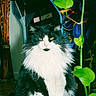 animal, arcade_machine, bamboo, black_and_white, cat, decor, feline, floor, fluffy, fur, green_leaves, home, indoor, intense_gaze, nostalgic, pet, plant, retro, sitting, wooden_floor