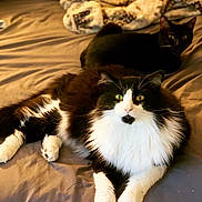 Sebastian joined the competition — help win amazing prizes! cat, black_cat, white_cat, fluffy_cat, pet, animal, bed, blanket, indoor, feline, resting, yellow_eyes, fur, cozy, domestic_animal, cute, two_animals, lying_down, warm_lighting, comfortable