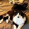 animal, bed, black_cat, blanket, cat, comfortable, cozy, cute, domestic_animal, feline, fluffy_cat, fur, indoor, lying_down, pet, resting, two_animals, warm_lighting, white_cat, yellow_eyes
