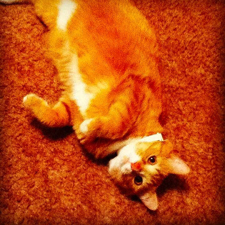 Tigger joined the competition — help win amazing prizes!