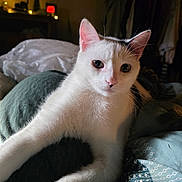 Apollo joined the competition — help win amazing prizes! animal, bed, blanket, cat, closeup, cozy, curious, cute, domestic_cat, ears, feline, fur, indoor, night, pet, relaxing, soft_light, stretching, whiskers, white_cat