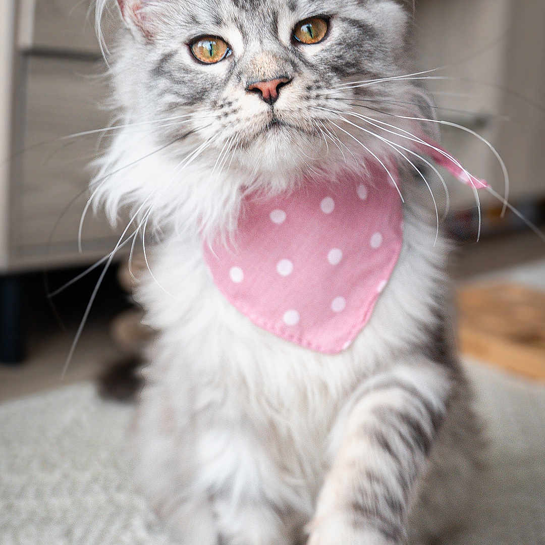 Eevie is registered to the contest to win money with this photo: abyssinian, accessories, animal, applique, bandana, bodypart, cat, collar, formalwear, headband, kitten, manx, mouth, pattern, person, pet, siamese, strap, tie, tongue