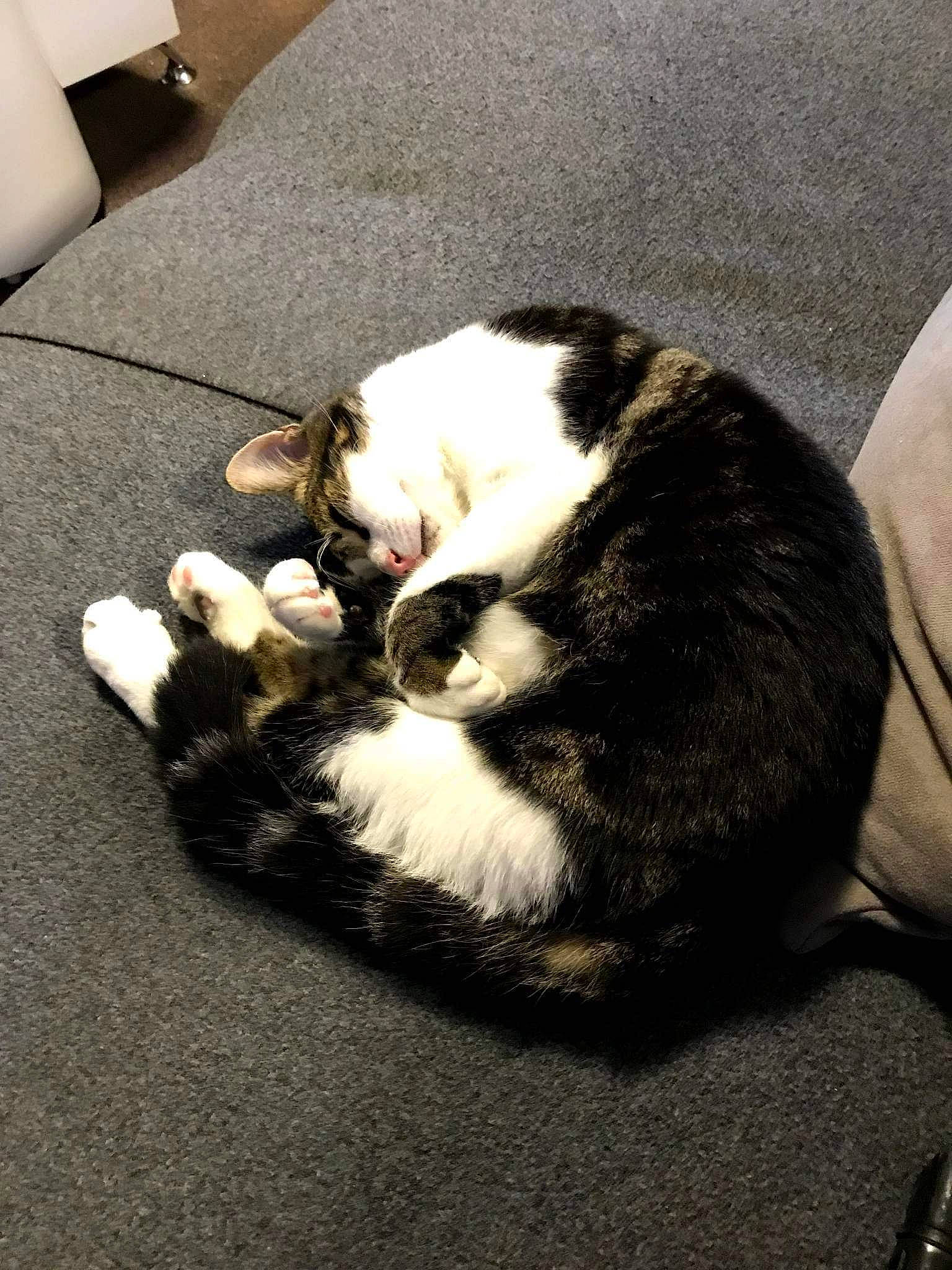 Câlin participe au concours pour gagner de l'argent avec cette photo : canidae, carnivore, cat, claw, comfort, domestic_short_haired_cat, felidae, flooring, fur, hardwood, leg, nap, paper_towel, paw, shadow, small_to_medium_sized_cats, snout, tail, whiskers, wood