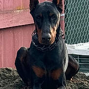 Nox joined the competition — help win amazing prizes! alert, animal, black_and_tan, canine, chain_link_fence, close_up, collar, container, doberman, dog, ears_up, fence, guard_dog, metal, outdoor, pet, portrait, sand, sitting, wooden_wall