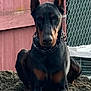 alert, animal, black_and_tan, canine, chain_link_fence, close_up, collar, container, doberman, dog, ears_up, fence, guard_dog, metal, outdoor, pet, portrait, sand, sitting, wooden_wall