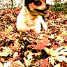 dog, autumn, leaves, outdoor, nature, fall, canine, pet, small_dog, leaf_pile, trees, sky, happy, animal, fur, snout, ears, grass, seasonal, daytime