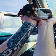 Nico joined the competition — help win amazing prizes! puppy, sleeping, hands, tattoo, car, window, vehicle, sky, peaceful, cute, small, animal, pet, human, arm, interior, closeup, resting, daylight, nature