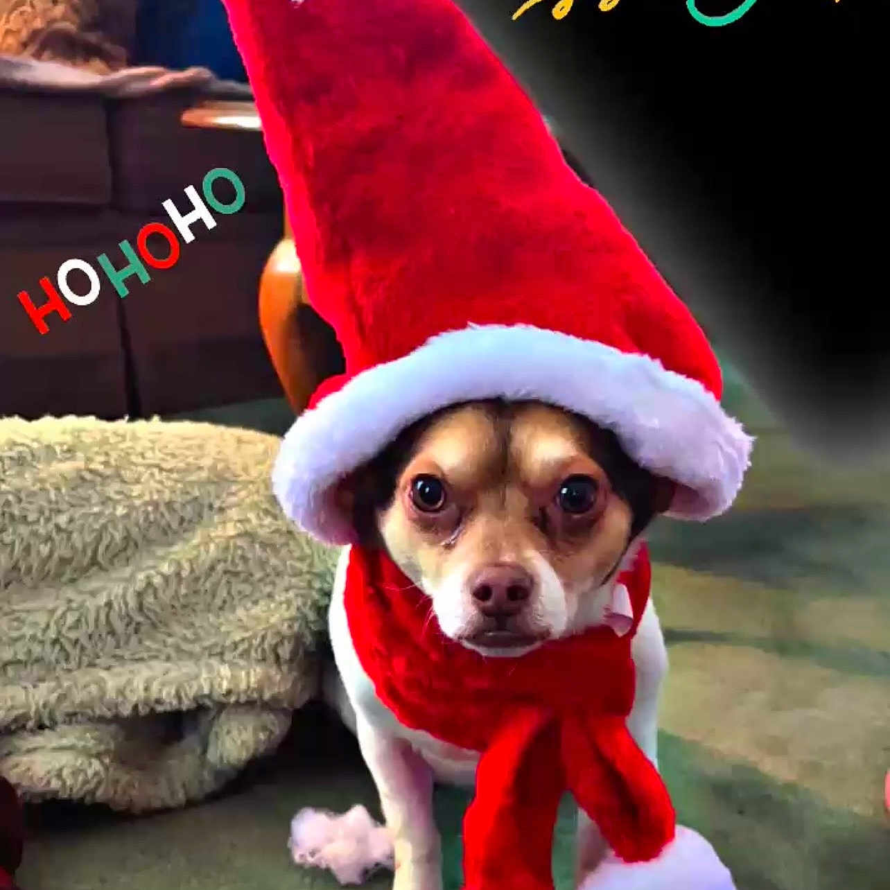 Nico is registered to the contest to win money with this photo: dog, christmas, holiday, hat, scarf, indoor, blanket, furniture, carpet, pet, cute, festive, red, white, costume, portrait, animal, canine, decorations, celebration