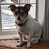 Nico is registered to the contest to win money with this photo: dog, small_dog, pet, indoor, window, snow, winter, bench, cushion, curtain, collar, ears, fur, animal, domestic_animal, looking, sitting, calm, natural_light, home