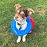 dog, small_dog, pool_floatie, grass, outdoor, pet, brown_and_white, looking_up, cute, collar, playful, summer, funny, animal, green_grass, daylight, standing, ears_up, young_dog, adorable