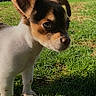 puppy, dog, grass, outdoor, sunlight, house, building, pet, animal, cute, young, ears, face, fur, small, nature, daylight, ground, walking, text_overlay