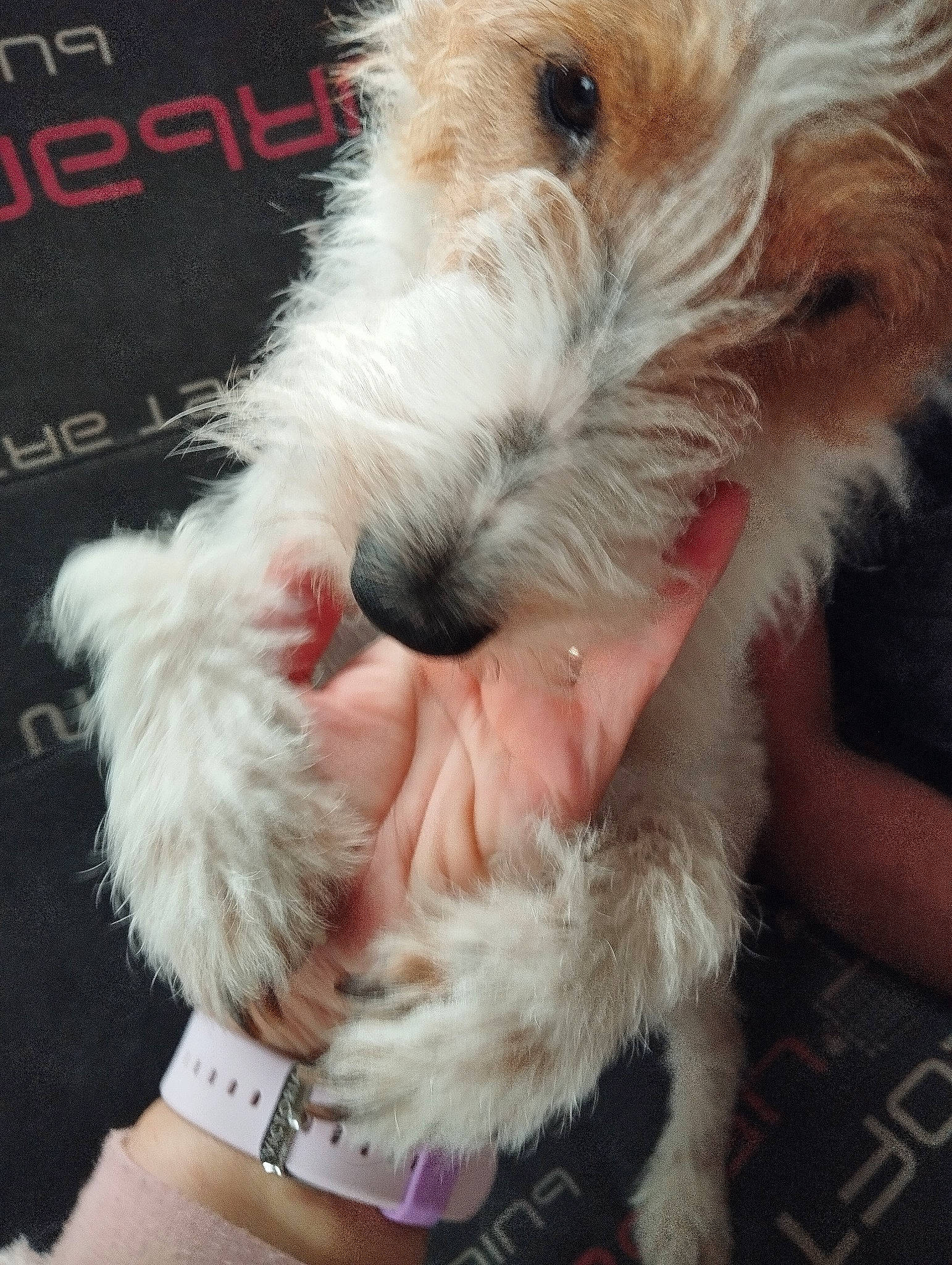 Taïga a rejoint le concours — aidez-le/la à gagner de superbes lots ! canidae, carnivore, christmas, companion_dog, dog, dog_breed, ear, event, fawn, felidae, fur, fur_clothing, paw, santa_claus, small_terrier, snout, sporting_group, tail, terrier, toy_dog