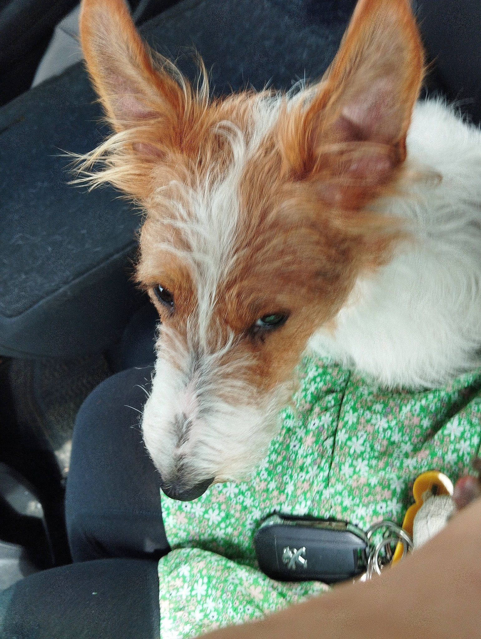 Taïga a rejoint le concours — aidez-le/la à gagner de superbes lots ! canidae, carnivore, companion_dog, dog, dog_breed, dog_supply, ear, fawn, fur, small_terrier, sporting_group, terrestrial_animal, terrier, toy_dog, whiskers, windshield, working_animal