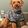 dog, curly_fur, sweater, blue_collar, indoor, couch, pet, cute, brown_fur, sitting, cozy, furry, canine, portrait, home, animal, fluffy, relaxed, companion, friendly