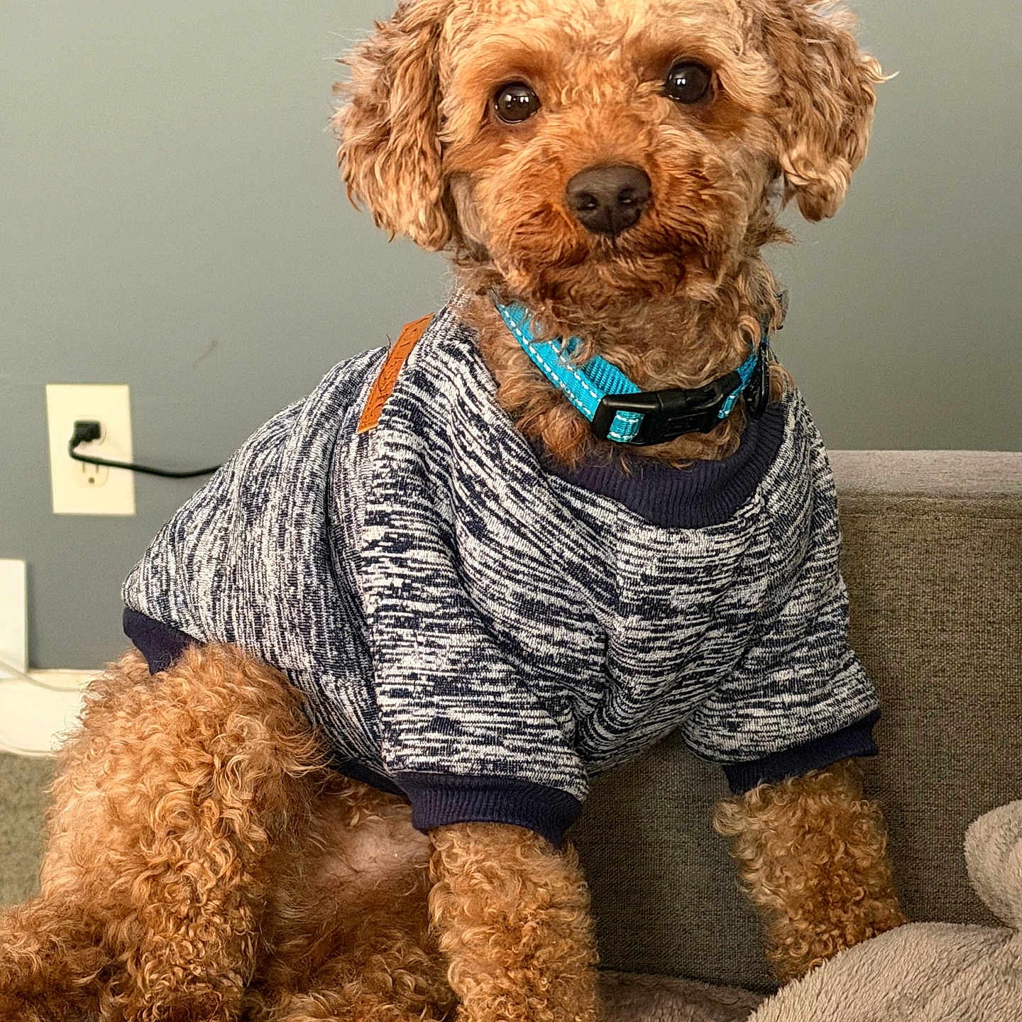 Cain is registered to the contest to win money with this photo: dog, curly_fur, sweater, blue_collar, indoor, couch, pet, cute, brown_fur, sitting, cozy, furry, canine, portrait, home, animal, fluffy, relaxed, companion, friendly