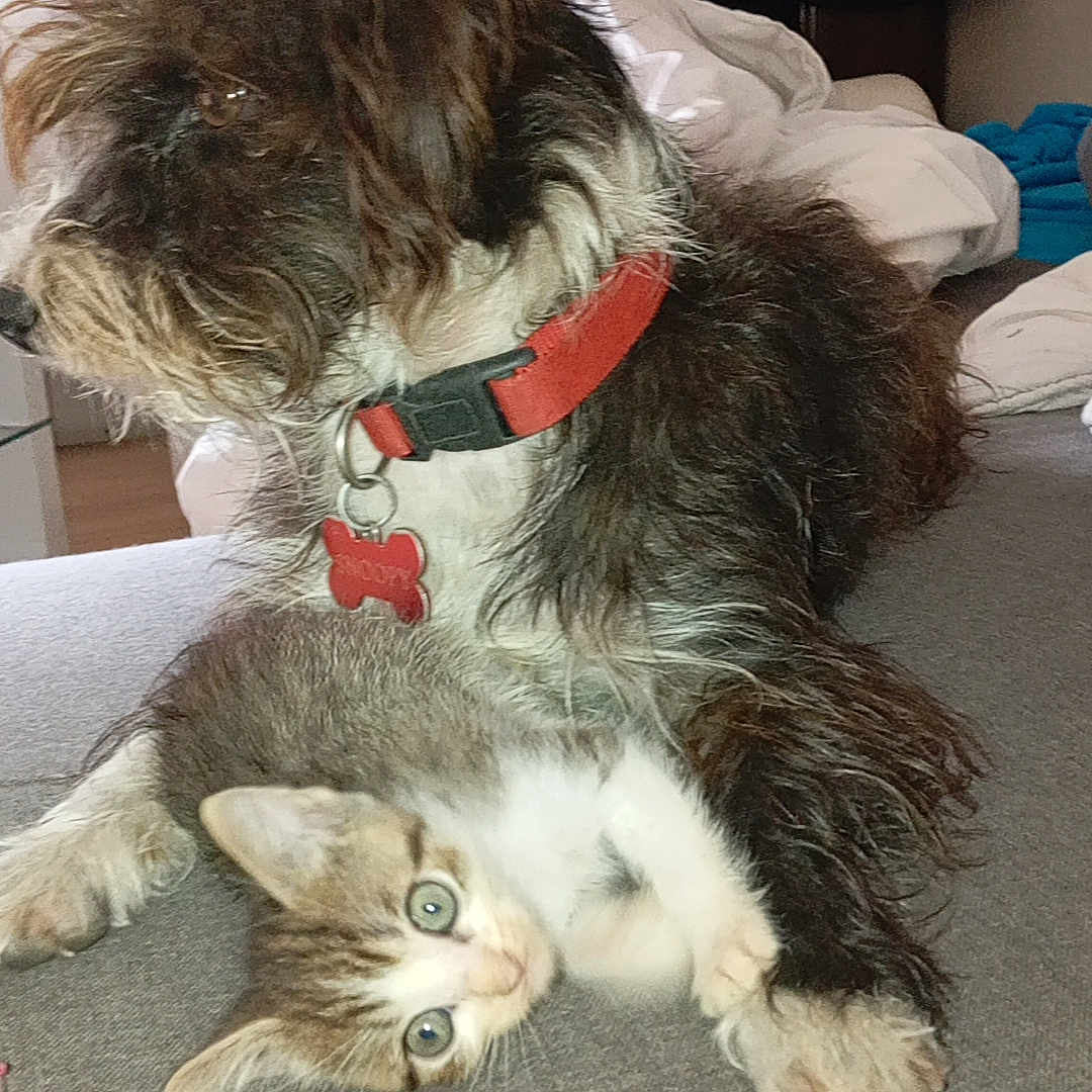 Nala