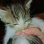 affection, animal, cat, closeup, cute, domestic, fingers, fur, hand, indoor, kitten, mammal, nail, pet, playful, sleepy, tabby, tiny, whiskers, young