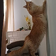 Willy participe au concours pour gagner de l'argent avec cette photo : cat, ginger_cat, fluffy, stretching, wall, curtains, flowers, vase, suitcase, indoor, furniture, decor, pet, curious, standing, long_tail, cozy, soft_lighting, home, animal