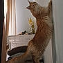 cat, ginger_cat, fluffy, stretching, wall, curtains, flowers, vase, suitcase, indoor, furniture, decor, pet, curious, standing, long_tail, cozy, soft_lighting, home, animal