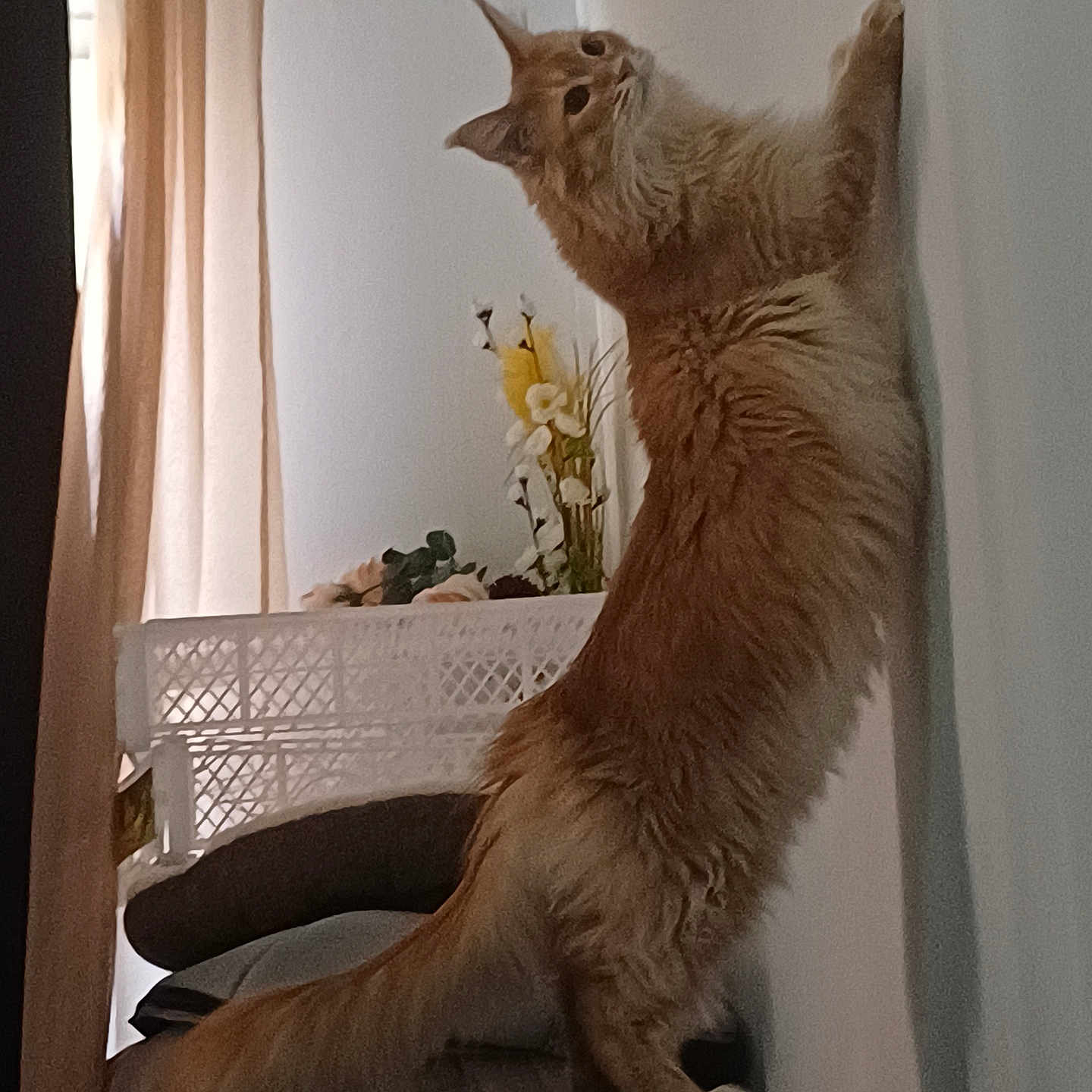 Willy participe au concours pour gagner de l'argent avec cette photo : animal, cat, cozy, curious, curtains, decor, flowers, fluffy, furniture, ginger_cat, home, indoor, long_tail, pet, soft_lighting, standing, stretching, suitcase, vase, wall